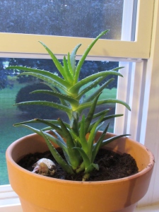 The famous Aloe vera